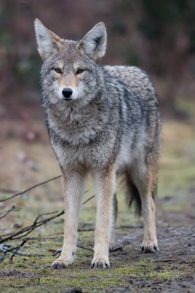 Coyote-Chicken-Predator