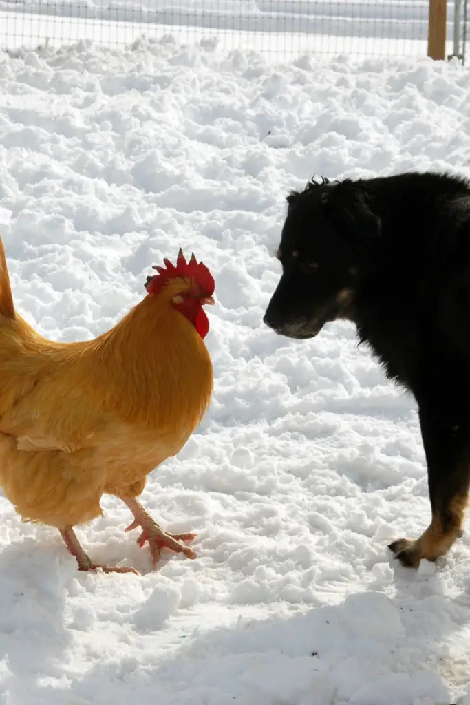 Dog-Chicken-Predator