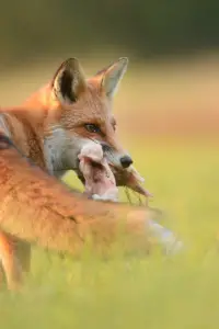 Fox-Chicken-Predator