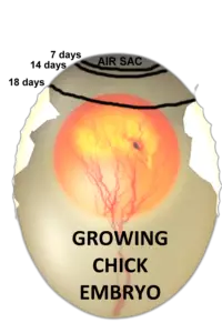 GROWING CHICK EMBRYO