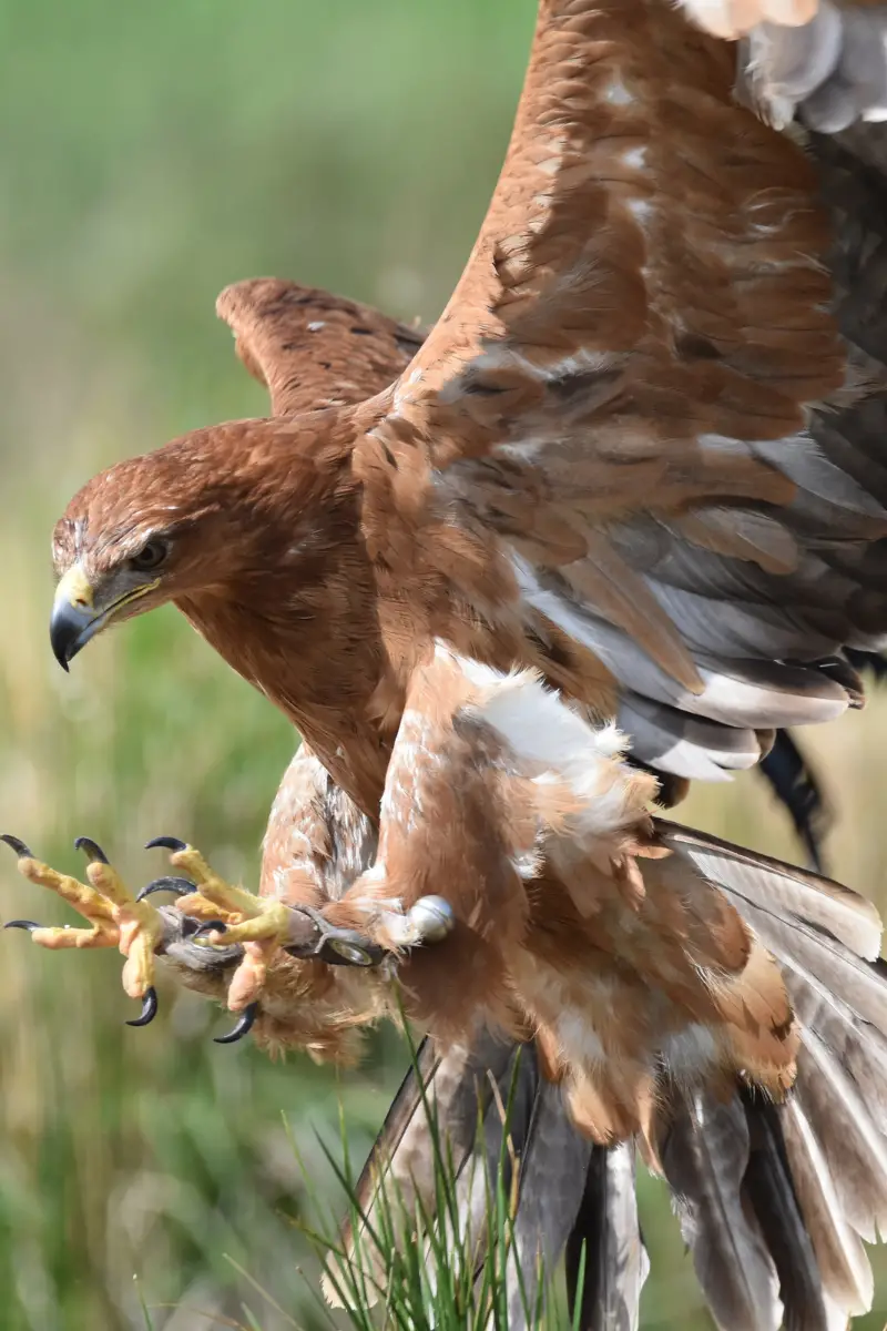 11 Common Backyard Chicken Predators – How to Best Prevent Attacks