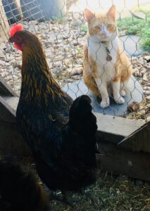 Chickens watching our cat, Sam,