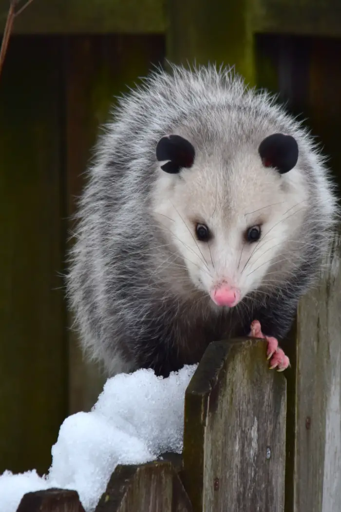 opossum predators