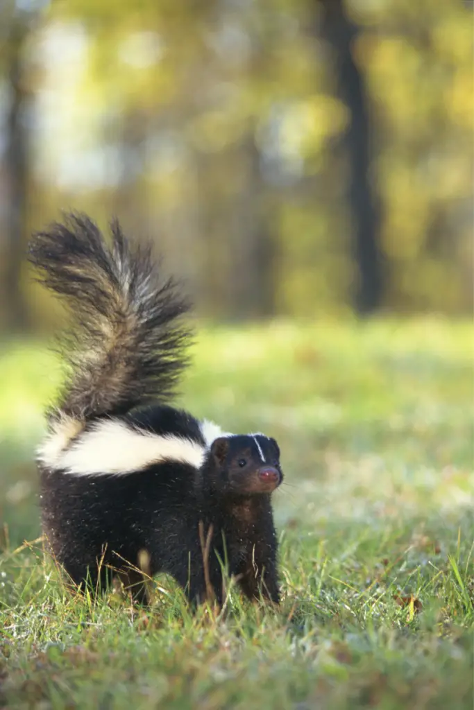 Skunk-Chicken-Predators