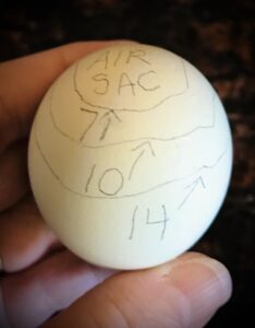 Air sac development marked on egg