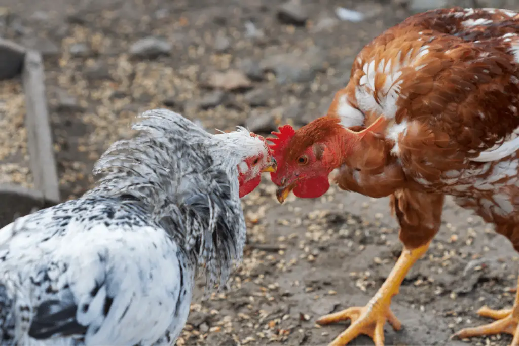 It is normal for chickens to fight to establish pecking order, but make sure it doesn't get out of hand.