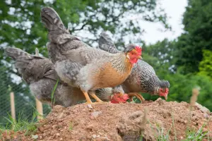 CHICKENS PECKING GROUND