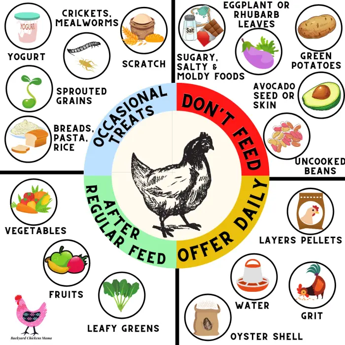 What Do Poultry Eat At Jamie Masuda Blog