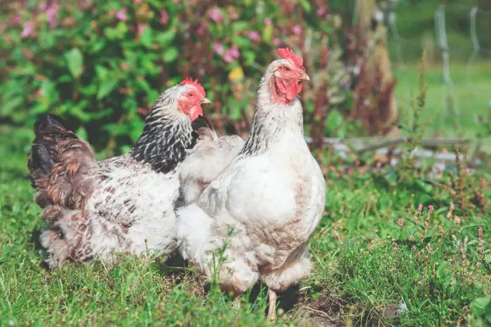 FREE RANGING HENS | Backyard Chickens Mama