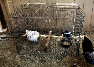 QUARANTINE-CAGE FOR CHICKENS