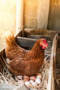 Hen sitting on eggs