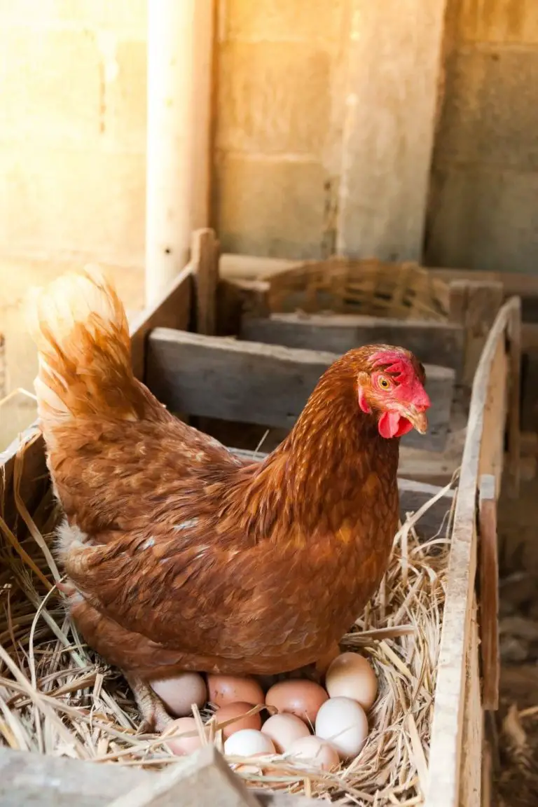 hen-sitting-on-eggs-backyard-chickens-mama