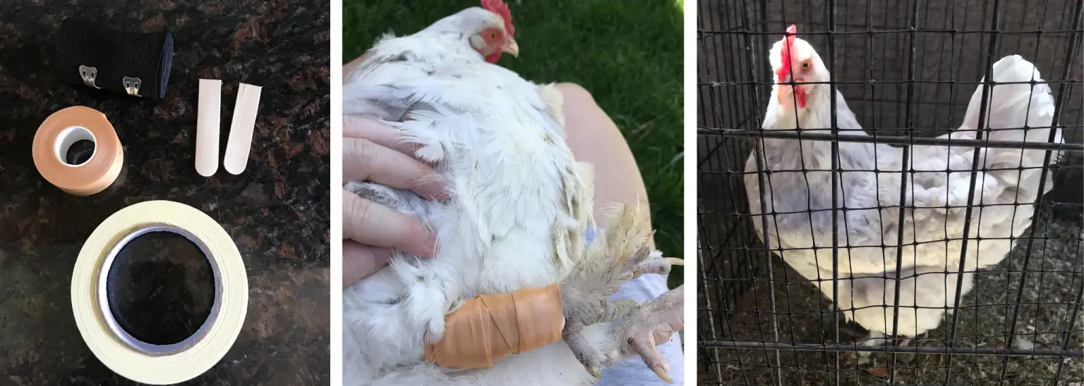 splinting-chicken-leg-backyard-chickens-mama