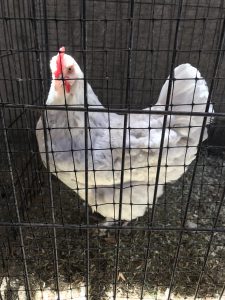 QUARANTINE FOR INJURED CHICKEN