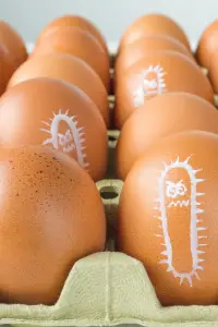 Salmonella-Poisoning-from-Eggs