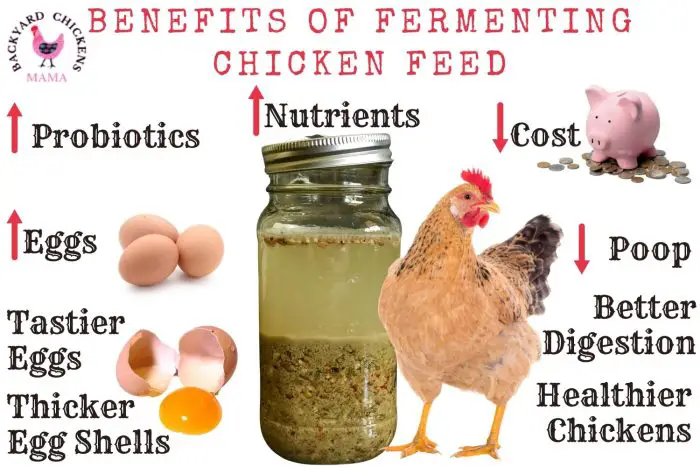 BENEFITS-OF-FERMENTING-CHICKEN-FEED | Backyard Chickens Mama