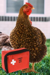 CHICKEN-FIRST-AID-KIT