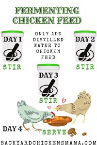 FERMENTING-CHICKEN-FEED