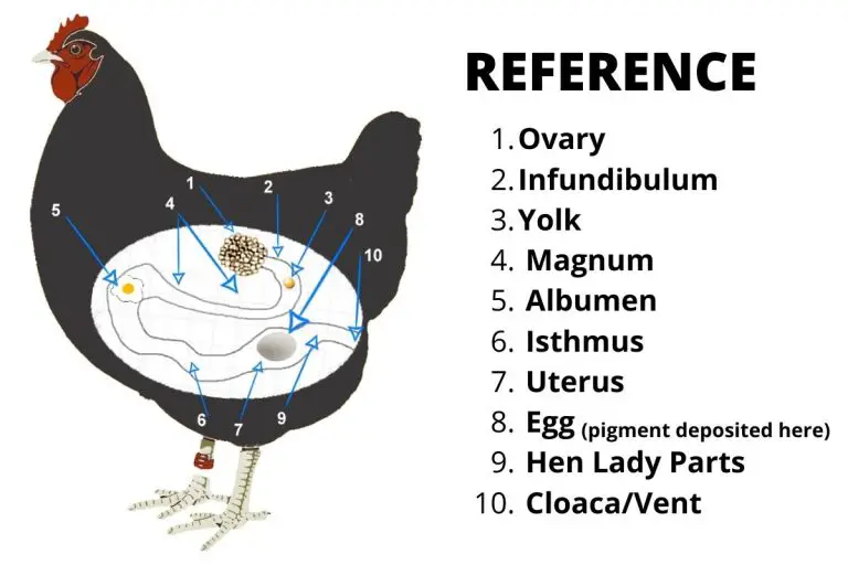 Diagram Of Reproductive System Of Hen Chicken Reproductive S