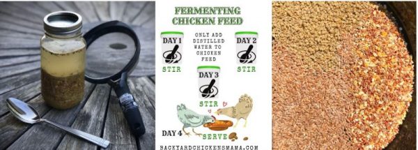 How To Ferment Chicken Feed – 6 Simple Steps (Photos)