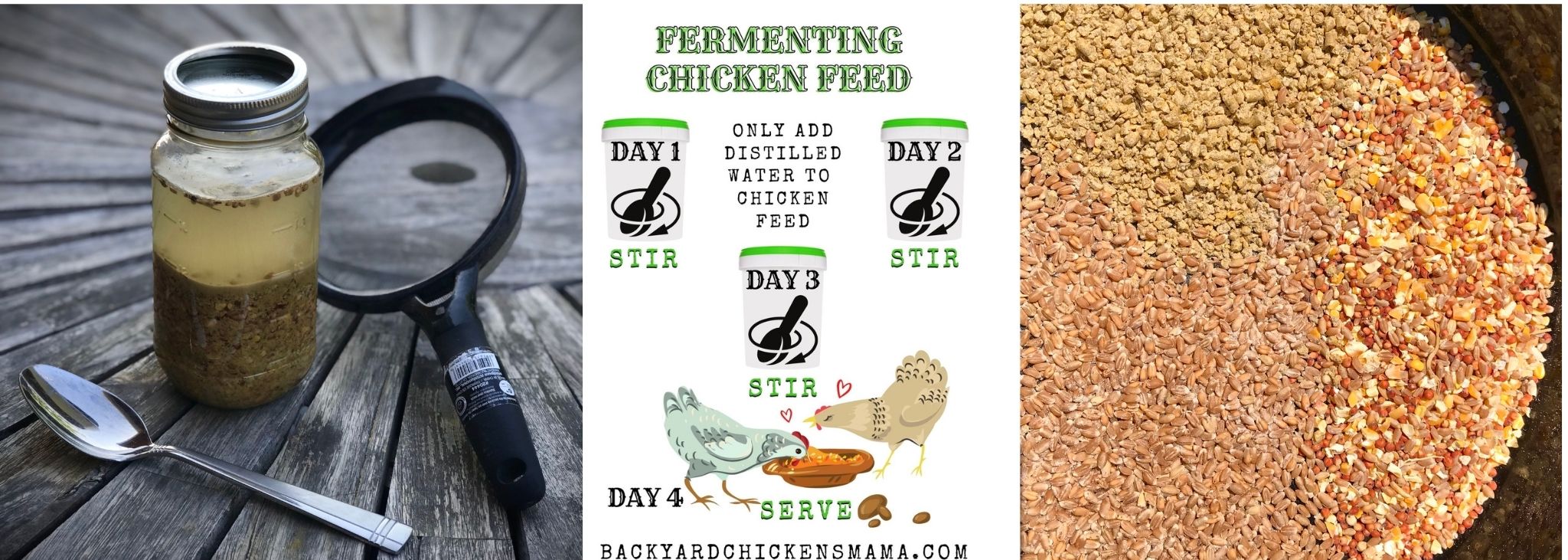 How to Ferment Chicken Feed – 6 Simple Steps (Photos)