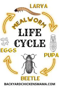 MEALWORM-LIFE-CYCLE-CHART