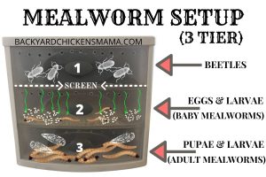 How to Start Your Own Mealworm Farm