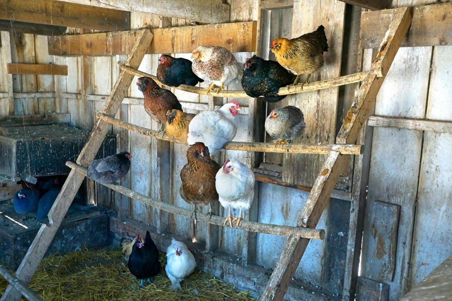 7-proven-dangers-of-keeping-chickens-in-your-house