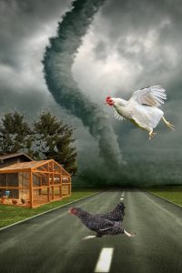 Preparing your chicken coop for a tornado.