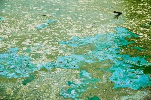 BLUE-GREEN-ALGAE