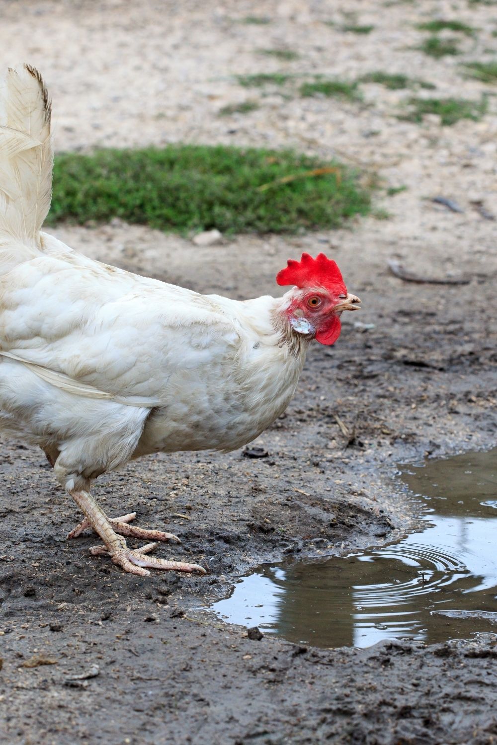 7 Best Tips How to Keep Chicken Water Clean