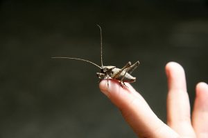 CRICKET-ON-FINGER