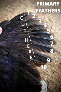 Cut Chicken Primary Feathers Here