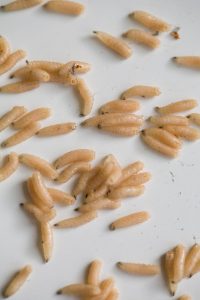 FLY-MAGGOTS