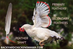 FLYING-CHICKEN-WING-FEATHERS-1