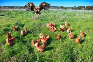 HAWK-ATTACKING-CHICKENS