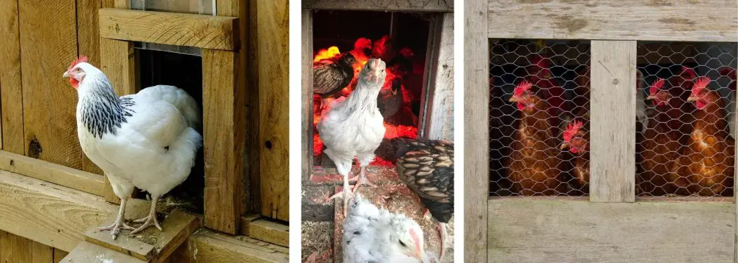 how-to-get-your-chickens-to-go-into-the-coop-at-night-7-simple-tips