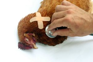 Toxic plants can cause severe illness and death in chickens.