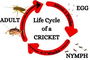 LIFE-CYCLE-OF-A-CRICKET