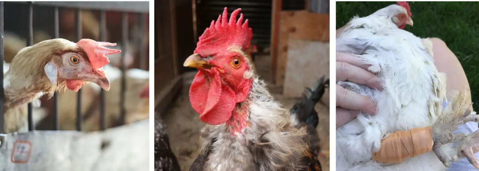 13 Important Reasons Why Chickens Get Stressed (Signs+Solutions)