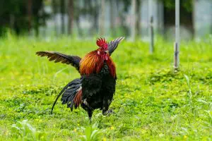 ROOSTER-FLAPPING-WINGS