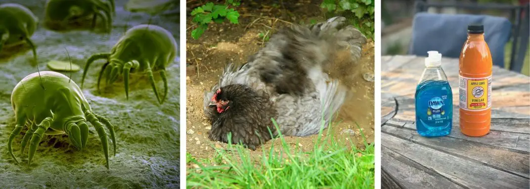 5 Simple Ways To Get Rid Of Mites On Chickens Naturally