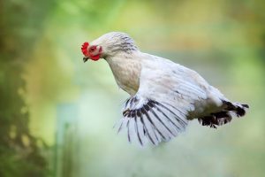 WHITE-FLYING-CHICKEN