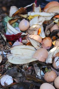 EGG-SHELLS-IN-COMPOST-PILE