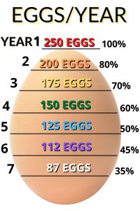 HOW MANY CHICKEN EGGS PER YEAR