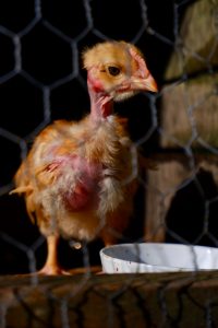 Molting-Juvenile-Chick