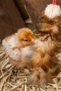 SURROGATE MAMA HEN FOR CHICKEN; HOW TO CALM A BABY CHICK