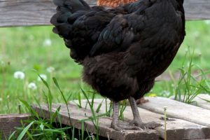 PALLETS-CHICKEN-RUN