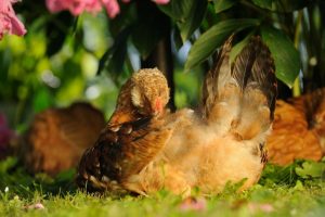 PREENING-CHICKEN