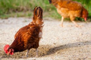 SAND-CHICKEN-RUN